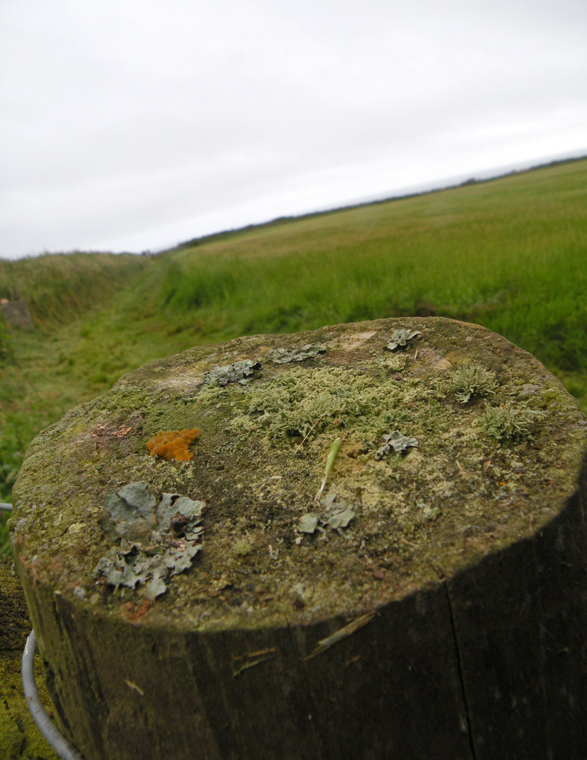 Un mini-giardino gallese (terza parte)